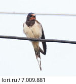 Ласточка деревенская. Barn Swallow (Hirundo rustica) Стоковое фото, фотограф Василий Вишневский / Фотобанк Лори
