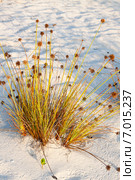 Сыть головчатая (Cyperus capitatus) (2013 год). Стоковое фото, фотограф Сергей Дубров / Фотобанк Лори