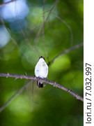 Мухоловка-пеструшка. Pied Flycatcher (Ficedula hypoleuca, Muscicapa hypoleuca). Стоковое фото, фотограф Василий Вишневский / Фотобанк Лори