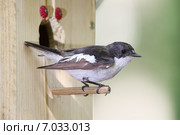 Мухоловка-пеструшка. Pied Flycatcher (Ficedula hypoleuca, Muscicapa hypoleuca). Стоковое фото, фотограф Василий Вишневский / Фотобанк Лори