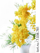 Акация серебристая, или Акация подбелённая (Acacia dealbata) Стоковое фото, фотограф Алёшина Оксана / Фотобанк Лори