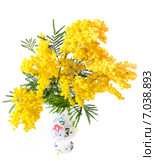 Акация серебристая, или Акация подбелённая (Acacia dealbata) в вазе. Стоковое фото, фотограф Алёшина Оксана / Фотобанк Лори