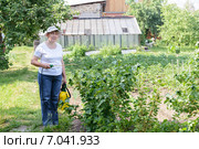 Пенсионерка опрыскивает куст черной смородины от вредителей. Стоковое фото, фотограф Марина Славина / Фотобанк Лори