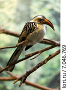 Red-billed hornbill. Стоковое фото, фотограф Яков Филимонов / Фотобанк Лори