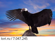 Vultur gryphus against sunset sky. Стоковое фото, фотограф Яков Филимонов / Фотобанк Лори