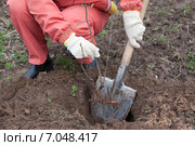 gardener resetting sprout in soil. Стоковое фото, фотограф Яков Филимонов / Фотобанк Лори