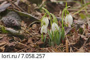 Цветущие подснежники весной. Стоковое фото, фотограф Мiлана Х / Фотобанк Лори