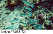 Скумбрия в Красном море. Стоковое видео, видеограф Михаил Коханчиков / Фотобанк Лори