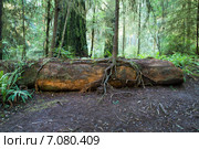 Молодая секвойя редвуд растет на поваленном стволе.  Jedediah Smith Redwoods State Park, Howland Hill Road, Калифорния, США (2015 год). Стоковое фото, фотограф Ирина Кожемякина / Фотобанк Лори