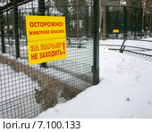 Клетка с рысью и надписи на решётке "Осторожно: животное опасно!" и "За барьер не заходить!" Стоковое фото, фотограф Светлана Шимкович / Фотобанк Лори