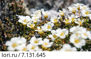 Diapensia obovata (диапенсия обратнояйцевидная), цветение в начале июня. Стоковое фото, фотограф Yuriy  Barbaruk / Фотобанк Лори