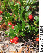 Толокнянка обыкновенная (медвежье ушко) Arctostaphylos uva-ursi. Стоковое фото, фотограф Т. З. / Фотобанк Лори