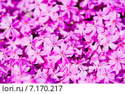 Розовые цветы флоксы (Phlox subulata) Стоковое фото, фотограф Валерия Лузина / Фотобанк Лори