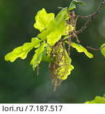 Ветка цветущего дуба обыкновенного или черешчатого (Quercus robur) Стоковое фото, фотограф Алёшина Оксана / Фотобанк Лори