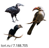 Set of hornbills (Bucerotidae) Стоковое фото, фотограф Яков Филимонов / Фотобанк Лори