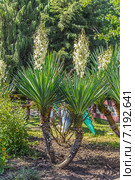 Цветущая юкка (лат. Yucca) в городском парке. Лазаревское, Сочи, Краснодарский край (2013 год). Стоковое фото, фотограф Владимир Сергеев / Фотобанк Лори
