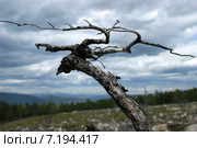 Коряга-драгон, лиственница (Larix) Стоковое фото, фотограф Yuriy  Barbaruk / Фотобанк Лори