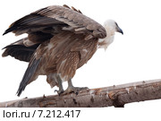 Griffon vulture (Gyps fulvus) Стоковое фото, фотограф Яков Филимонов / Фотобанк Лори