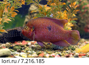 Хромис-красавец (Hemichromis bimaculatus) плавает в аквариуме. Стоковое фото, фотограф Григорий Писоцкий / Фотобанк Лори