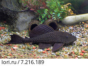 Леопардовый парчовый сом (Glyptoperichthys gibbiceps) в аквариуме. Стоковое фото, фотограф Григорий Писоцкий / Фотобанк Лори