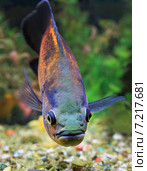 Астронотус красный оскар (Astronotus ocellatus) крупным планом. Стоковое фото, фотограф Григорий Писоцкий / Фотобанк Лори