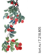 Ветка китайского личи (Litchi chinensis) с плодами. Рисунок в стиле се-и. Стоковая иллюстрация, иллюстратор Заноза-Ру / Фотобанк Лори