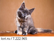 Котенок породы мейн-кун. Стоковое фото, фотограф Gagara / Фотобанк Лори