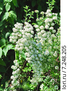 Спирея Вангутта (Spiraea vanhouttei) Стоковое фото, фотограф Алёшина Оксана / Фотобанк Лори