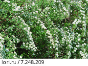 Спирея Вангутта (Spiraea vanhouttei) Стоковое фото, фотограф Алёшина Оксана / Фотобанк Лори