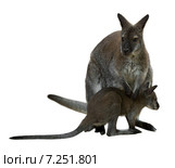Red-necked wallaby with baby. Стоковое фото, фотограф Яков Филимонов / Фотобанк Лори