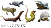 Set of reptilian. Стоковое фото, фотограф Яков Филимонов / Фотобанк Лори