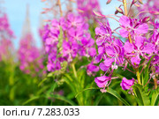 Иван-Чай. Стоковое фото, фотограф Виктор Мандриков / Фотобанк Лори
