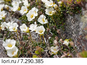 Diapensia obovata (диапенсия обратнояйцевидная), цветение в начале июня. Стоковое фото, фотограф Yuriy  Barbaruk / Фотобанк Лори