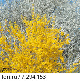Цветущая форзиция европейская (Forsythia europaea) на переднем плане. Стоковое фото, фотограф Svet / Фотобанк Лори