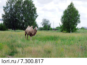 Двугорбый верблюд в Сибири. Стоковое фото, фотограф Александр Тараканов / Фотобанк Лори