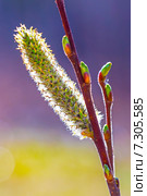Ива остролистная (Salix acutifolia).Ветвь с тычиночным цветком. Стоковое фото, фотограф Евгений Мухортов / Фотобанк Лори