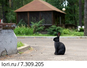 Кролик на дороге. Стоковое фото, фотограф Анна Менщикова / Фотобанк Лори