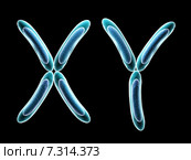 X and Y chromosome. Стоковое фото, фотограф Лукиянова Наталья / Фотобанк Лори