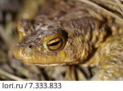 Обыкновенная серая жаба (лат. Bufo bufo) крупным планом. Стоковое фото, фотограф Елена Коромыслова / Фотобанк Лори