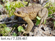 Обыкновенная серая жаба (лат. Bufo bufo) Стоковое фото, фотограф Елена Коромыслова / Фотобанк Лори