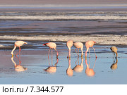 Bolivia, Laguna Colorada, the Puna Flamingo, Phoenicoparrus Jamesi. Стоковое фото, агентство BE&W Photo / Фотобанк Лори