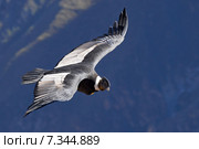 peru - the andean condor (vultur gryphus) in colca canyonPeru, Arequipa, Colca Canyon, Andean Condor, Vultur gryphus. Стоковое фото, агентство BE&W Photo / Фотобанк Лори