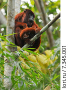 Peru, Amazon Rainforest - Howler monkeys, among the largest of the New World monkeysPeru, Amazon Rainforest, Howler monkeys, among the largest of the New World Monkeys. Стоковое фото, агентство BE&W Photo / Фотобанк Лори