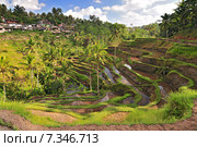 The most dramatic and spectacular rice terraces in Bali near the village of Tegallalang. Стоковое фото, агентство BE&W Photo / Фотобанк Лори