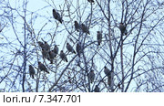 Свиристели (Bombycilla Garrulus) на березе. Стоковое видео, видеограф Павел С. / Фотобанк Лори