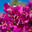 Бугенвиллея сиреневая отцветающая (лат. Bougainvillea) Стоковое фото, фотограф Лада Иванова / Фотобанк Лори