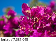 Бугенвиллея сиреневая отцветающая (лат. Bougainvillea) Стоковое фото, фотограф Лада Иванова / Фотобанк Лори
