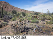 Цветущий кактус обратнорогий чойя (Cylindropuntia versicolor) в пустыне Сонора. Национальный парк Сагуаро, Аризона (2015 год). Стоковое фото, фотограф Ирина Кожемякина / Фотобанк Лори
