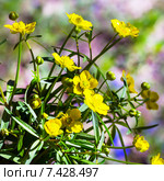 Лютик едкий (Ranunculus acris).Дикорастущие растения Сибири. Стоковое фото, фотограф Евгений Мухортов / Фотобанк Лори