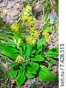 Первоцвет весенний (Primula veris). Дикорастущее растение Сибири. Стоковое фото, фотограф Евгений Мухортов / Фотобанк Лори